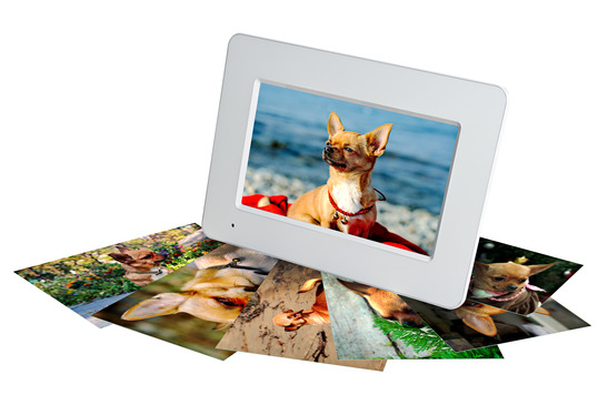 white digital photo frame with photos of a chihuahua isolated on the white background