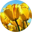 Millicent V. profile picture